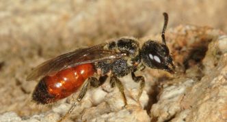 גאליק ספקודקס