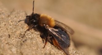 אנדרנה קלארקלה