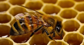 דבורה בורזיאנית