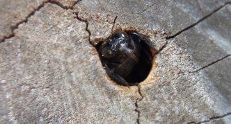 קן דבורי נגר