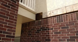 דבורים בקיר הבית