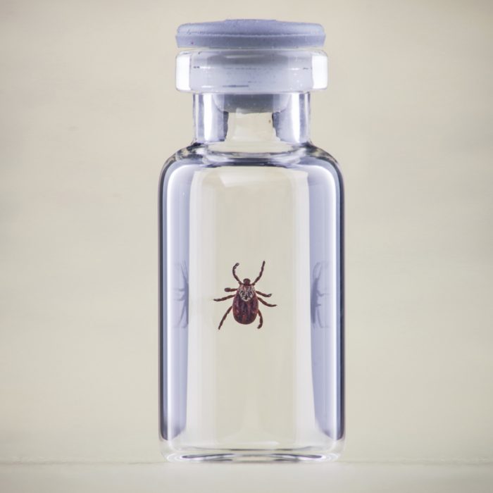 קרצייה בצנצנת