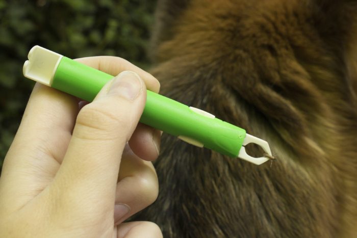 פינצטה להסרת קרציות מכלבים