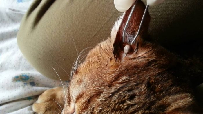 קרציה על חתול