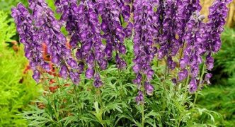 חוֹנֵק הַדוֹב