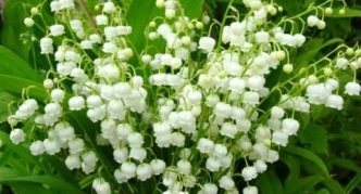 שושנת העמקים