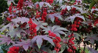 צמח שמן קיק