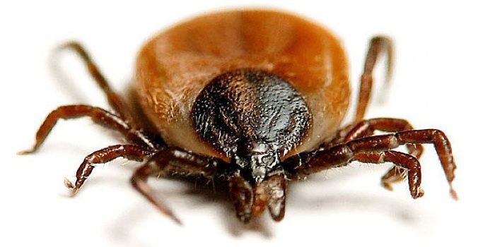 קרצית יער אירופית