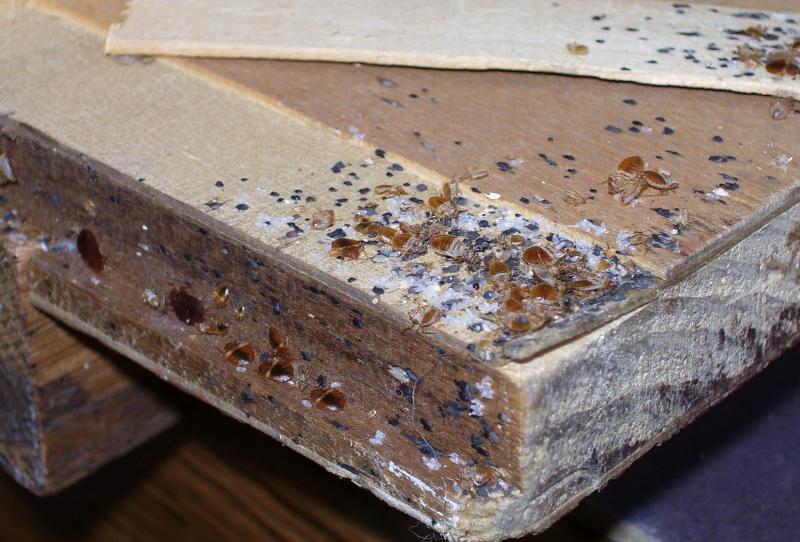 ניתן להשמיד פשפשים רק באמצעות כימיקלים מיוחדים.