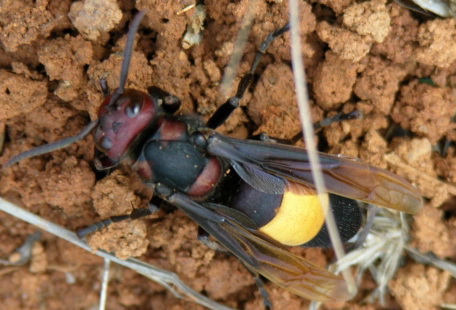 צרעה טרופית