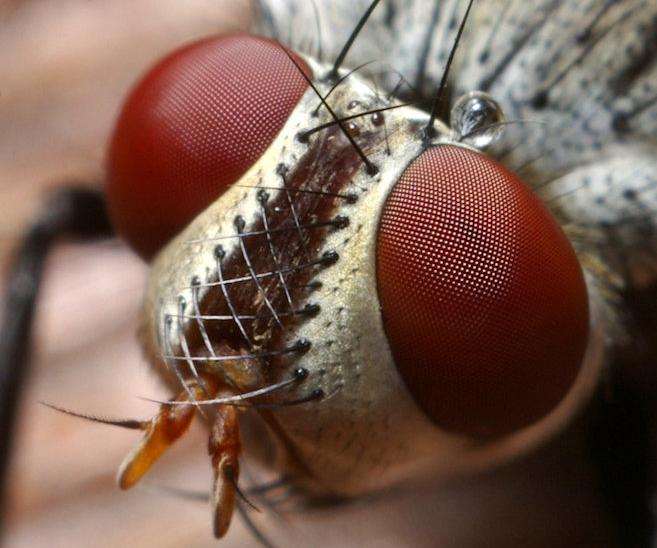 ראש של זבוב בית