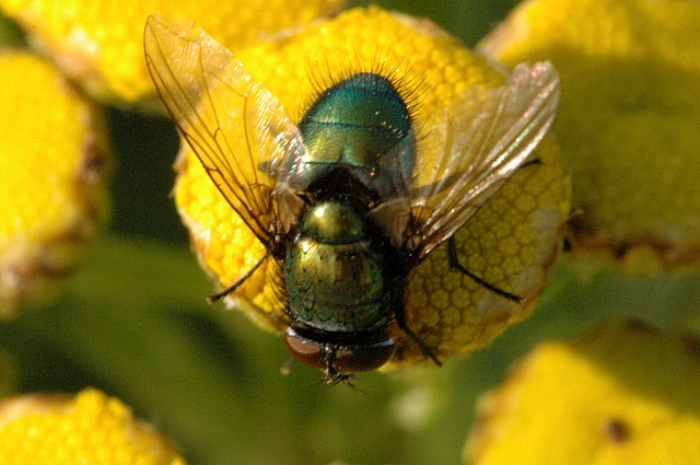 זבוב ירוק על פרח
