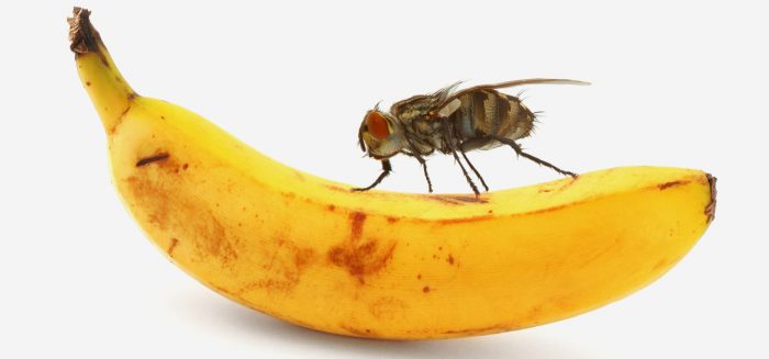 זבוב על בננה