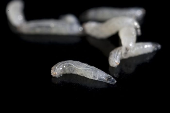 זחלי דרוזופילה