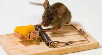 מלכודת עכברים עם פיתיון