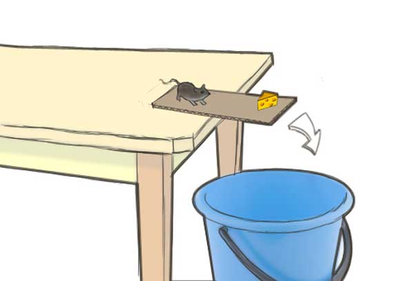 מלכודת עם דלי ועכבר שמנסה לקחת גבינה (תמונה)