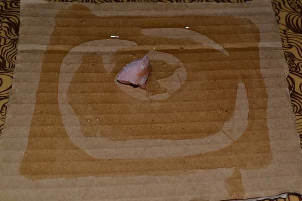 קרטון עם דבק ופיתיון עכבר בצורת חתיכת דג