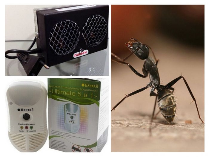 דוחי נמלים אולטרסאונד