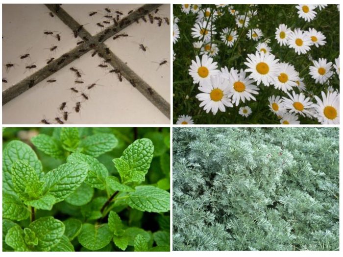 צמחים דוחים נמלים