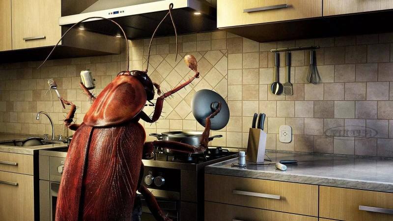 ערפל ג'וקים: מה זה, איך להשתמש בו, וכמה הוא יעיל?