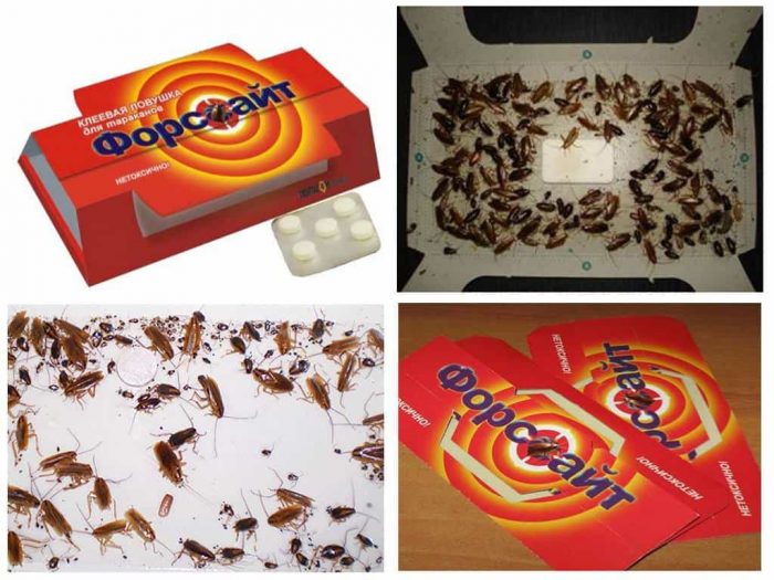 ג'וקים במלכודת דביקה