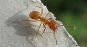 נמלת גן צהובה