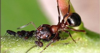 נמלת עץ אדומה