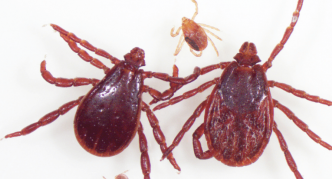 נציגים של הסוג Rhipicephalus