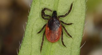 נציגים של הסוג איקסודס