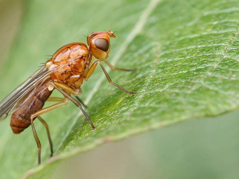 זבוב הגזר ושיטות הדברה