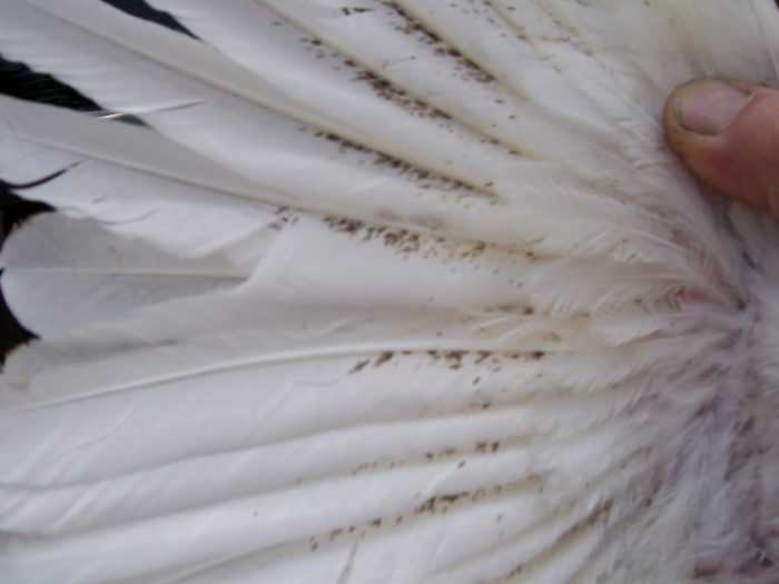 פערים בין נוצות