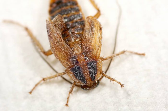 אבקת ג'וקים