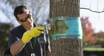 חגורת לכידה על עץ