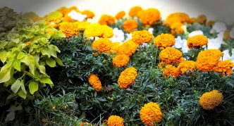 צִפּוֹרנֵי הַחָתוּל