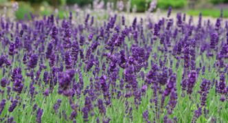 לבנדר בגינה