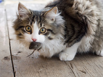 החתול תפס את העכבר