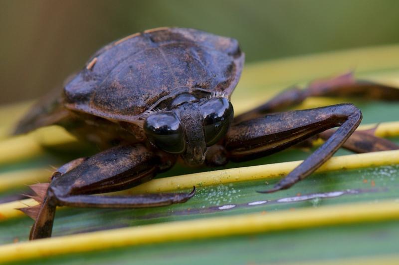 בלוסטומה היא פשפש מים ענק.