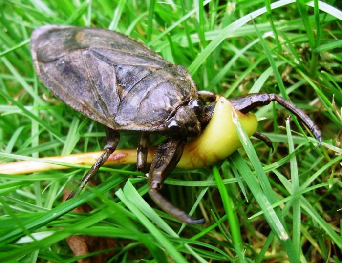 באג בלוסטומה