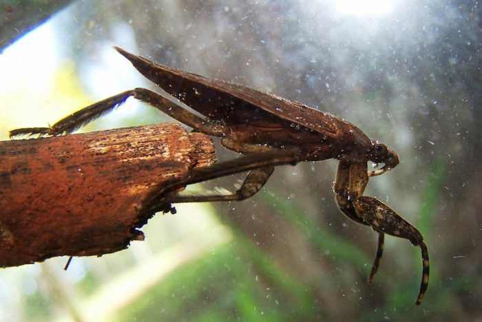 חרק מים ענק