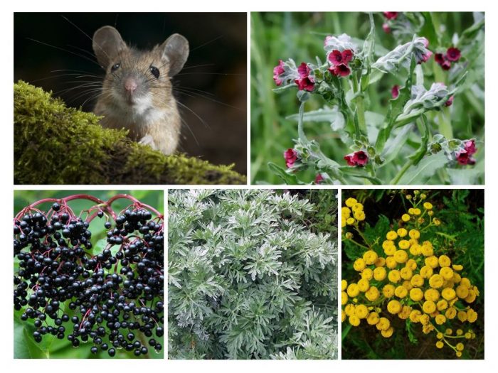 צמחי מרפא לעכברים