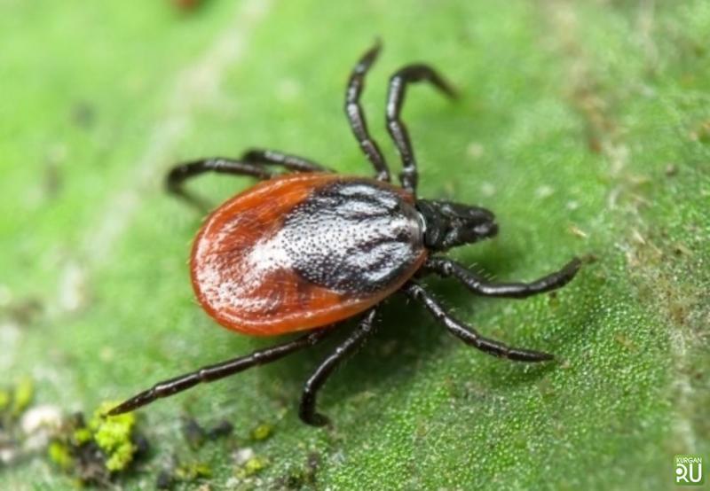 כיצד לטפל בחלקת האדמה שלך מקרציות בעצמך: איך ומה להשתמש