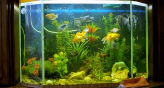 אַקוַרִיוּם