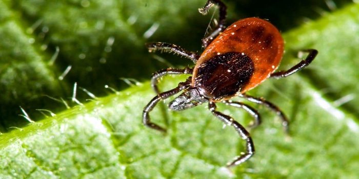 קרצית יער אירופית