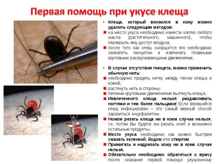 עזרה ראשונה לעקיצת קרציה