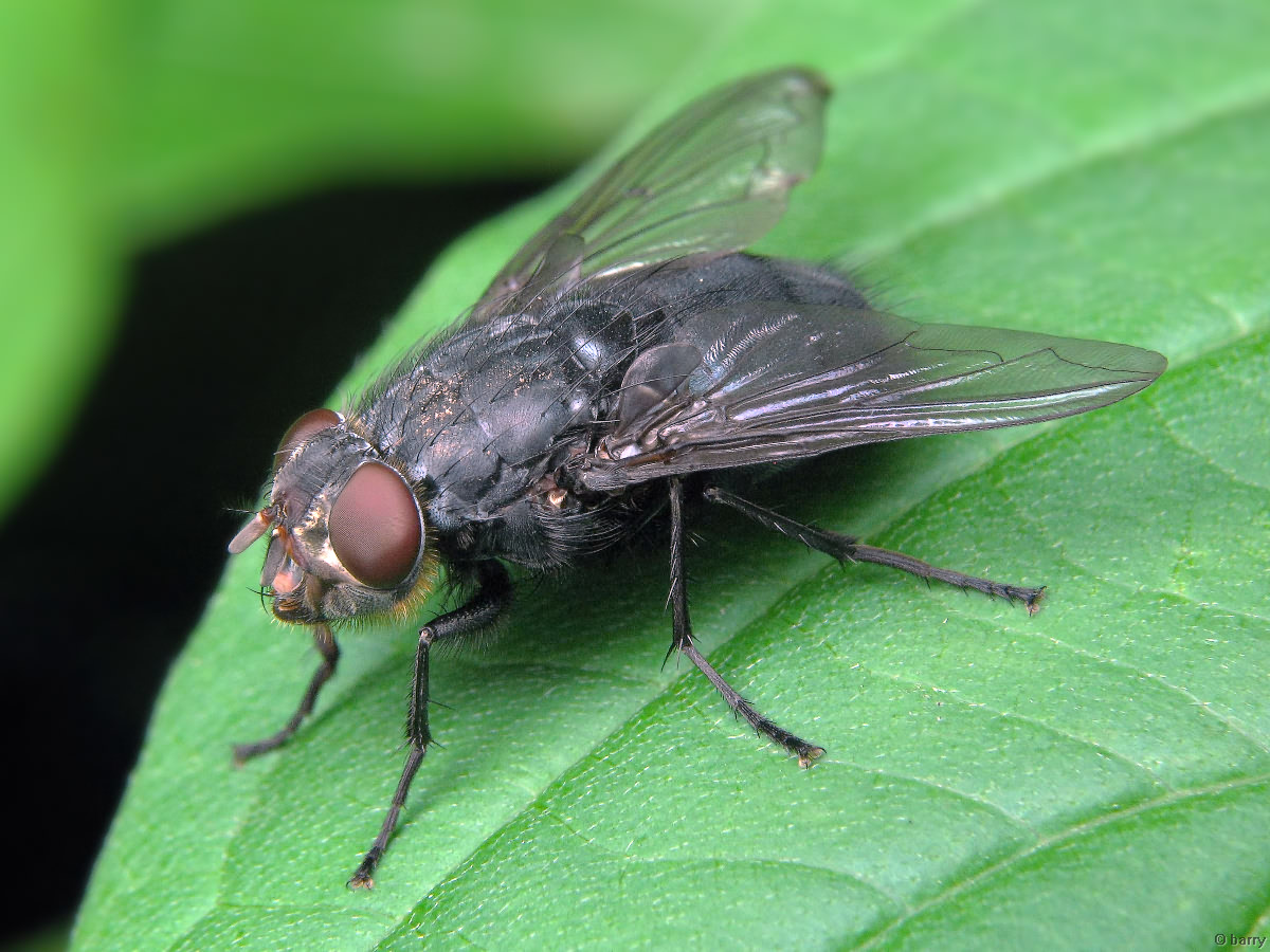 דוחה זבובים של אגיטה: איך זה עובד, הוראות ואמצעי זהירות