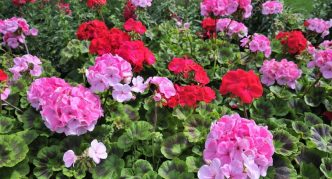 צמח גרניום ורוד