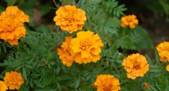 צמח ציפורני חתול