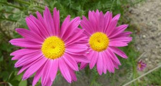 צמח קמומיל קווקזי