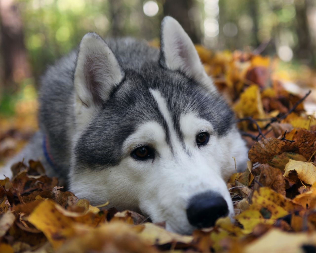 אם כלב ננשך על ידי קרציה
