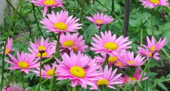 קמומיל פרסי